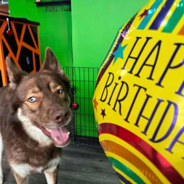 Happy Birthday, baby boy!! Django is 4 years old!! An awesome carrot cake with peanut b…