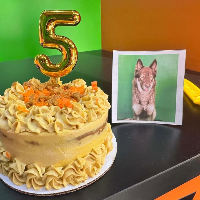 Django's 5 year birthday was yesterday.  His cherished carrot and peanut butter cake wa…