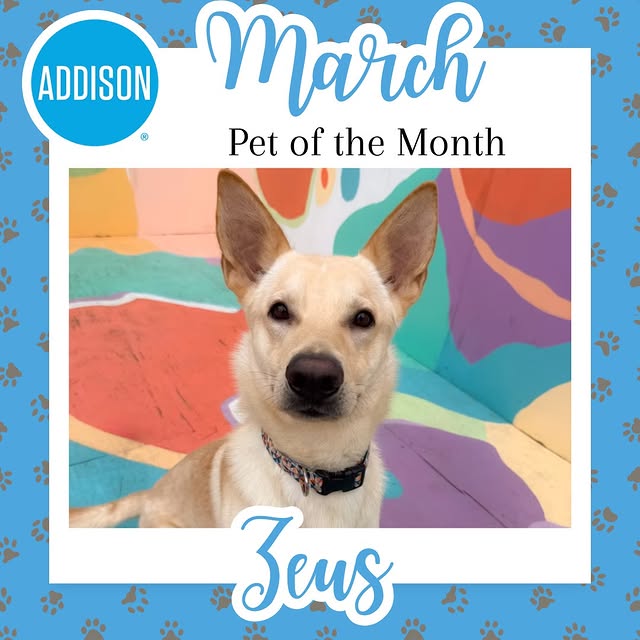 🐾Addison Pet of the Month🐾

Meet Zeus! 
Zeus is a three-year-old Labrador/Shepherd mi…