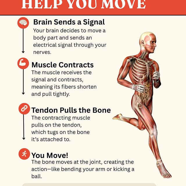 Did you know that at SpaceFlow you can work all those muscles but also that brain muscl…