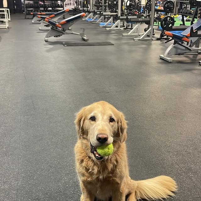 We’re growing at Next Level Training!!!!
and looking for a new local team member! 

Fro…