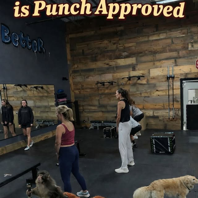 You heard it here folks, we’re so welcoming even Punch is a member! 

Spring is springi…