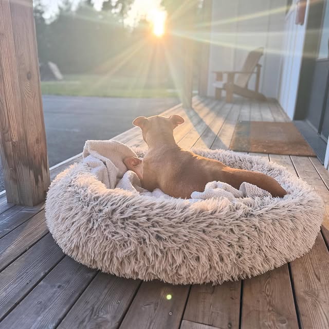 Our little sun dog. My protector. You were one of one, and now our little family is mis…
