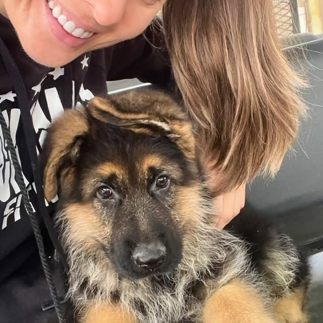 Happy 1 Year Birthday 🎁 🐾 signed the dotted line and never looked back.

#GSD #heartb…