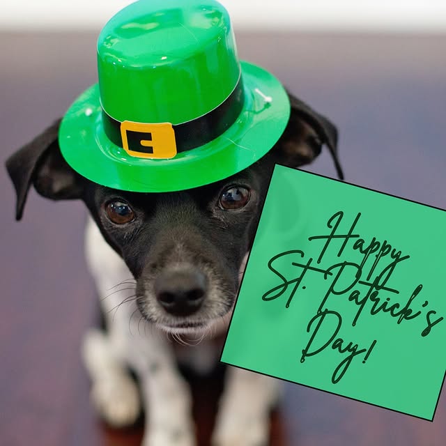 Happy St. Patrick’s Day!

☘️ Here’s to a day filled with extra good fortune… along with…