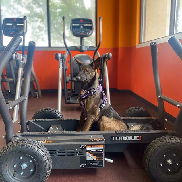 Come join us at Shiloh Fitness. Memberships start at $20 a month. 
Nala is ready to be …