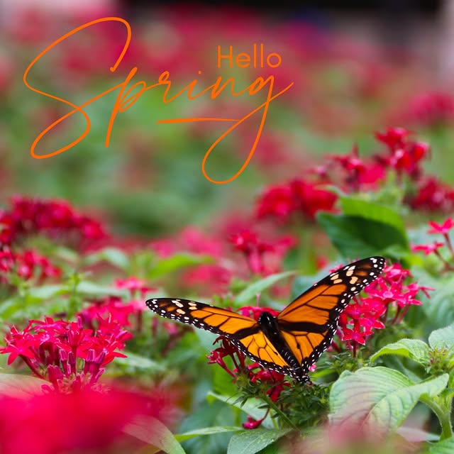 Happy First Day of Spring, Highlanders! 🦋