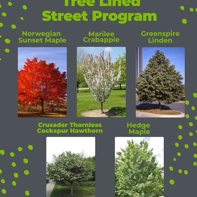 Transform your neighborhood and contribute to a greener community with our Tree Lined S…