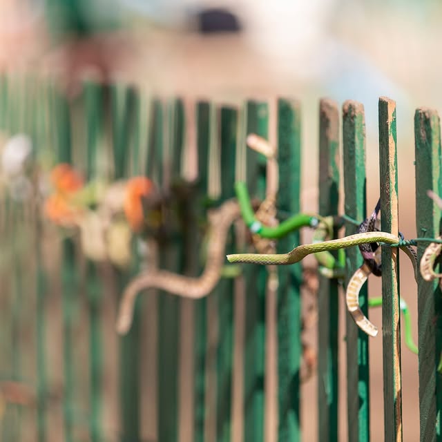 #ɪʏᴋʏᴋ 🐍☘