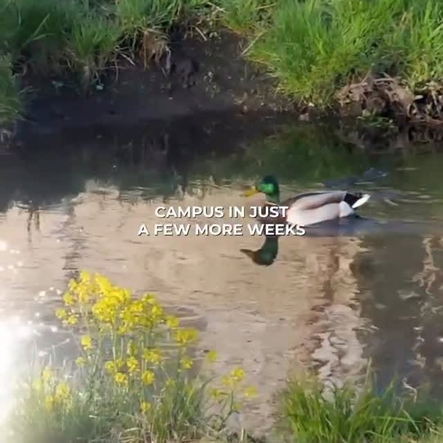 Just one more week until Spring Break, Blugolds - you can do it! 🌷

📷: Social Media S…