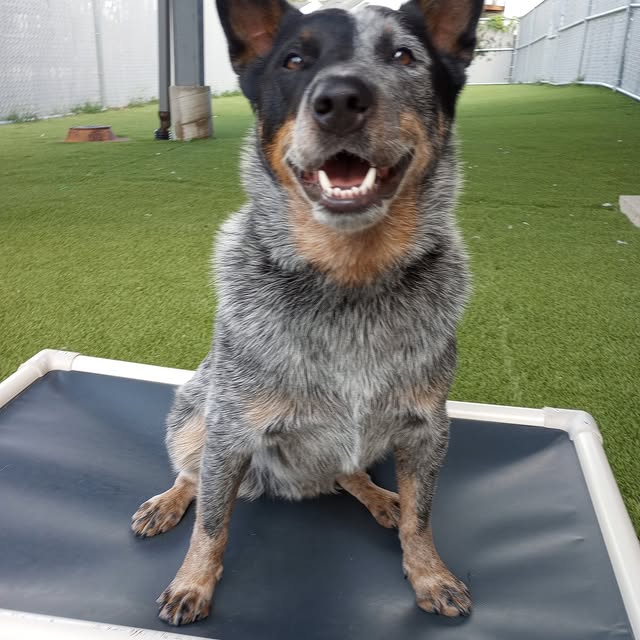 Hope you showed your pup some extra love yesterday!

Dogs have a way of making long day…