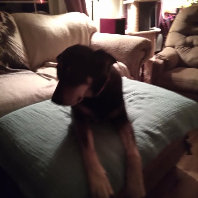 My friend had this sweet pup, Tessa, show up in her yard. Tag says belongs to Molly but…