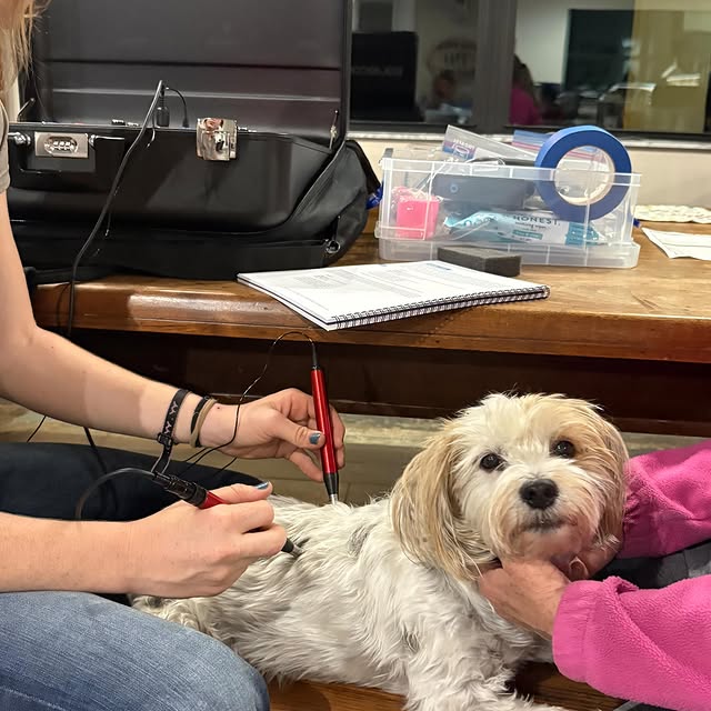 Paralysis progress on our little buddy Bill!

Bill went from not being able to stand or…