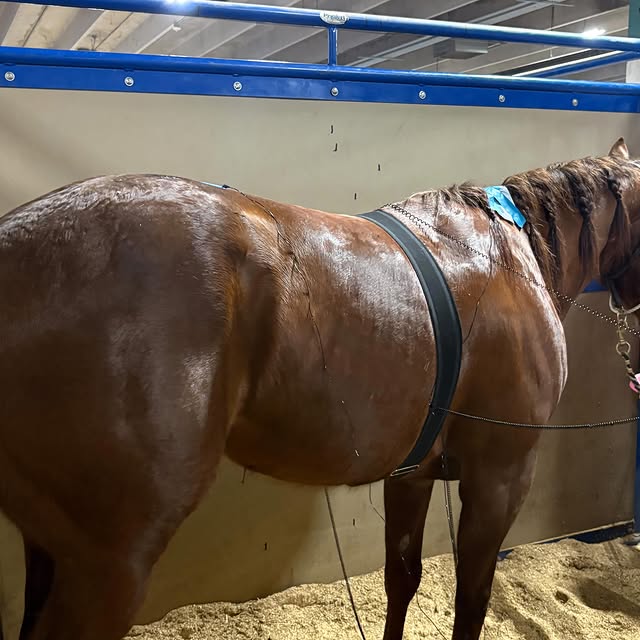 Thankful that we get to help horses move, feel, and perform at their best. 💙 

Precisi…