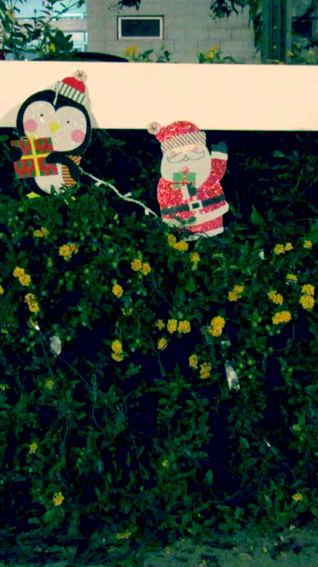 Christmas is just one week away and we are in the holiday spirit at the Wilson Y!