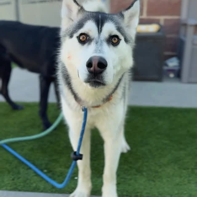 Join us March 28 | 10 AM – 2 PM at Salt Lake County Animal Services for our Spring Into…