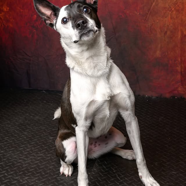 Meet Penelope!

This 1 year-old sweet, wiggly girl is full of fun and charm, always rea…