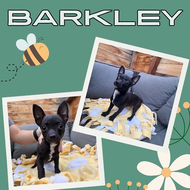 *ADOPTED*

Meet Barkley 🐾

This tiny guy has already been through more than most. Bark…