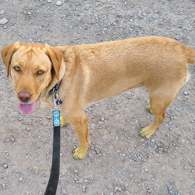 I've heard of having a "green thumb" but never "green paws