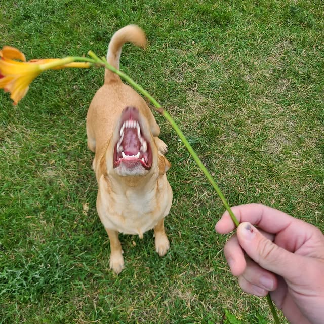 Lucy brought this back to me along with the ball when we were playing fetch. Something …