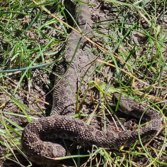 The Rattlesnake that almost bit Lucy the dog!