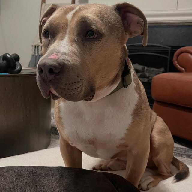 Well… I didn’t think I’d find another soul like Angus. Yet, here we are. 

Meet Gus. He…