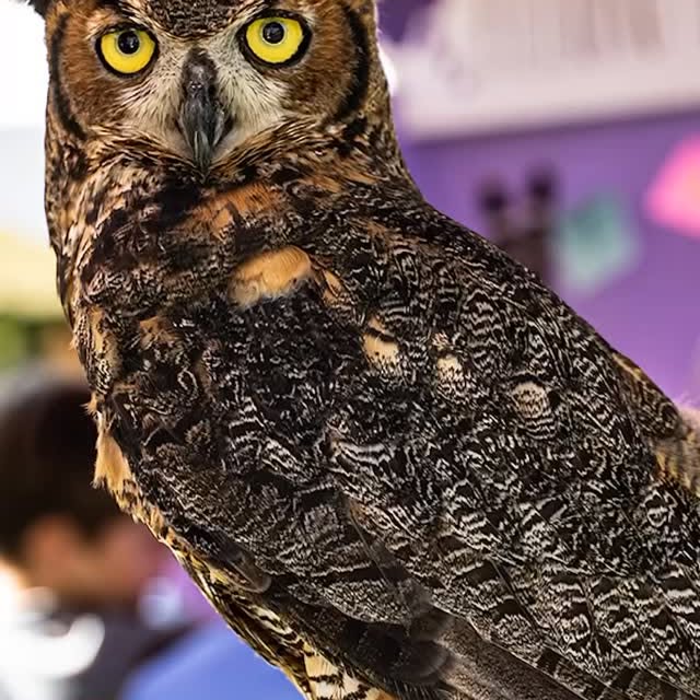 Live owls & hawks will be at LSU’s Hilltop Arboretum this Tuesday, March 24th, from 6:3…