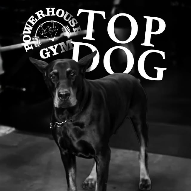 Train with the top dogs 💪 #powerhousegym #definingfitness