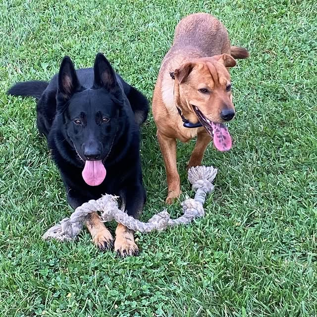 Fish and Chip on dog day