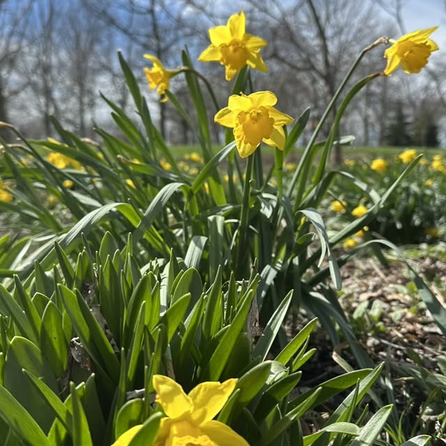 Today is the first day of spring! There are  signs of it all over Lincoln Park Civic Co…