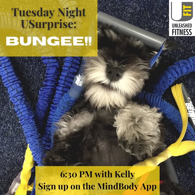 Bungee at 6:30 tonight!