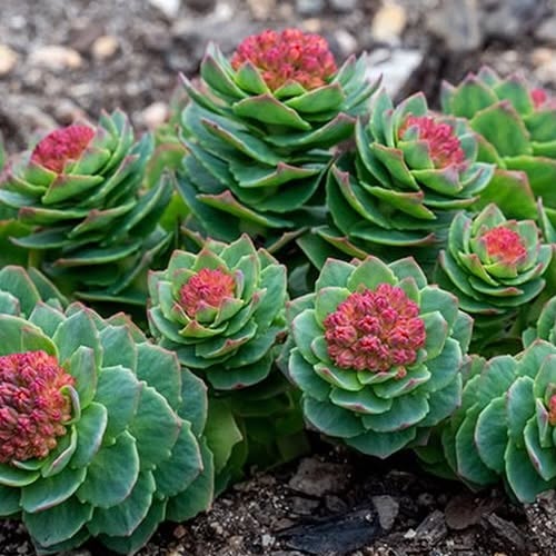 https://www.extremestudioperformance.com/how-rhodiola-can-keep-you-sharp-during-stressf…