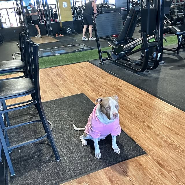 @zylathegymdog is the new head of security.  So you better rerack your weighs and scan …