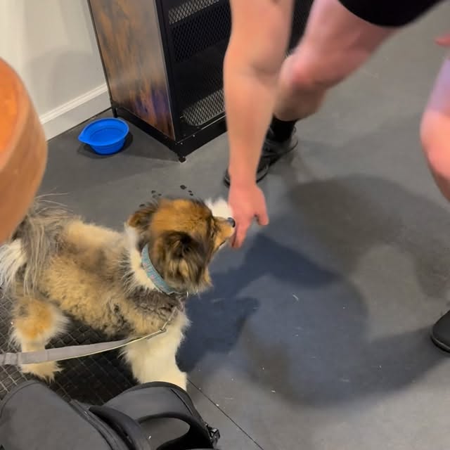 When the gym dog is an integral part of the workout 😂
#crossfitdog #summitcrossfit #cr…