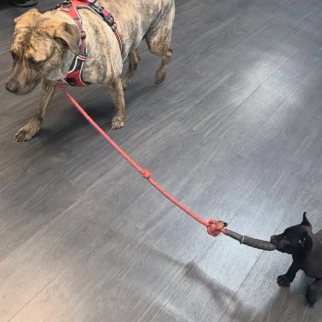 Day #2 of my new puppy Cisco working at Edgygirl and I guess he was tired of training c…