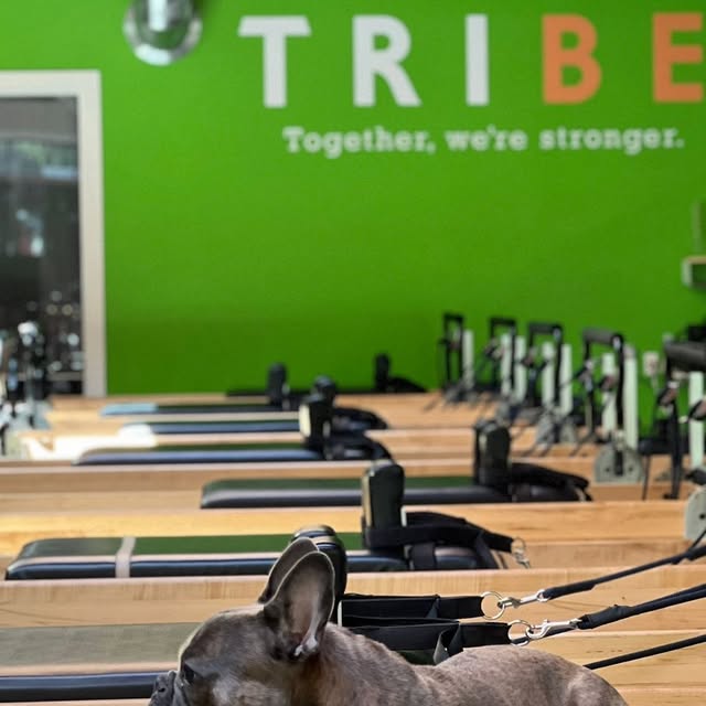 🚨Today marks a special day as @itswilsonthefrenchiee, our amazing assistant coach/stud…