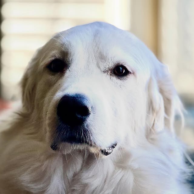Miss Daisy is posing for her shot!  Such an attitude!  @greatpyratlanta #greatpyrenees …