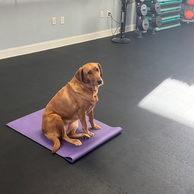 Have you see all the yoga classes we offer? There is one for everyone. 🧘🏼🧘🏽‍♀️🧘🏾‍…
