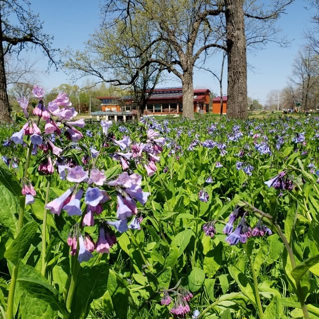 We are replacing the 311 Parks system with our new parks maintenance system - Maintenan…