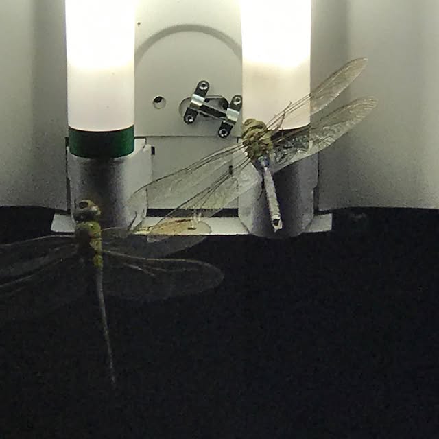 Mr. & Mrs. Dragonfly stopped by to check out the workout!

#mkbstrong #optoutside #drag…