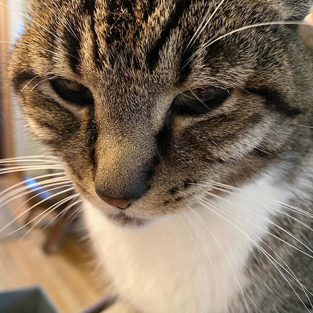 She’s judging me for not working out this morning. Along with a variety of other reason…