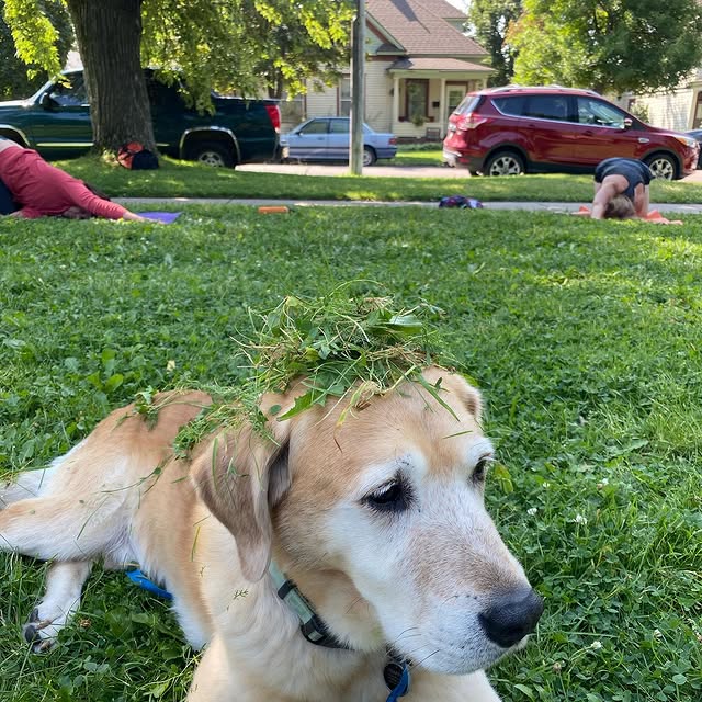Just some yoga... in the grass... with a dog... under grass. Professional 7-year-old as…