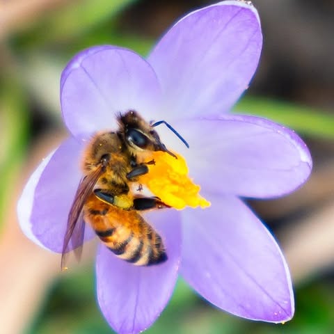 Happy first day of spring! What signs of spring have you noticed lately in the parks? 
…