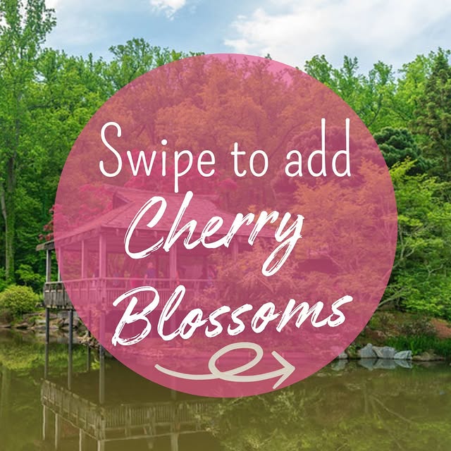 Beat the crowds and appreciate the cherry blossoms blooming at one of our parks!  Peak …