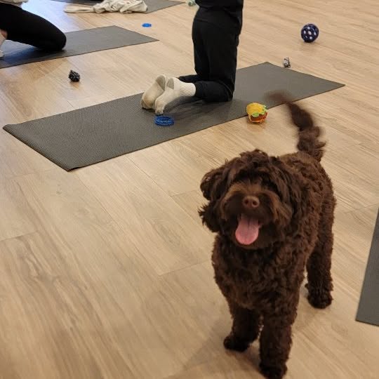 ✨️Need a happiness reset?...

Join us for Puppy Yoga at Pink  Gym Des Plaines 
one hour…