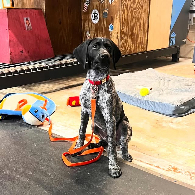 🖤🤍🖤🤍
@dogsofthebox