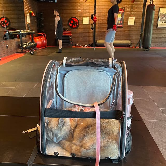 Sue having a nice nap while her owner gets in a workout! #catnap