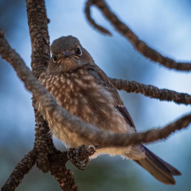 Juvenile Western Bluebird 🐦 by Sara Kreese
.
.
.
.
#geneseecolorado #geneseeco #colora…