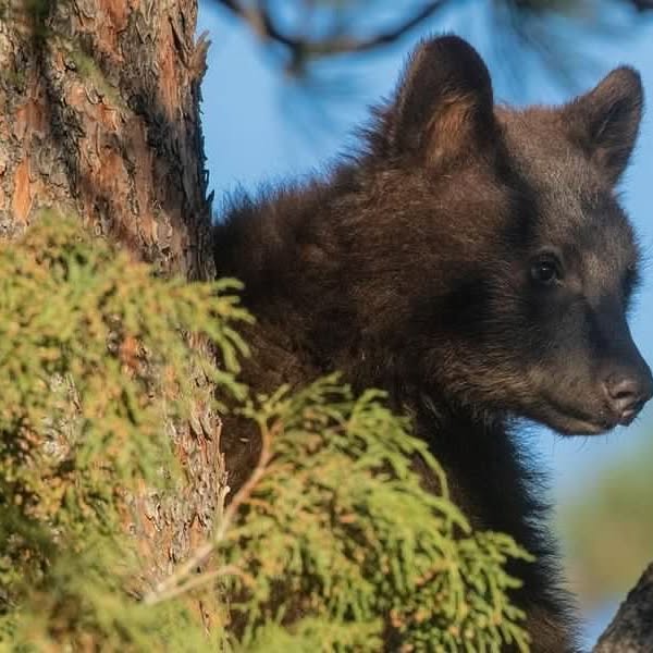 Photo by resident Diane Davies 🐻
.
.
.
.
#geneseecolorado #colorado #coloradorealestat…