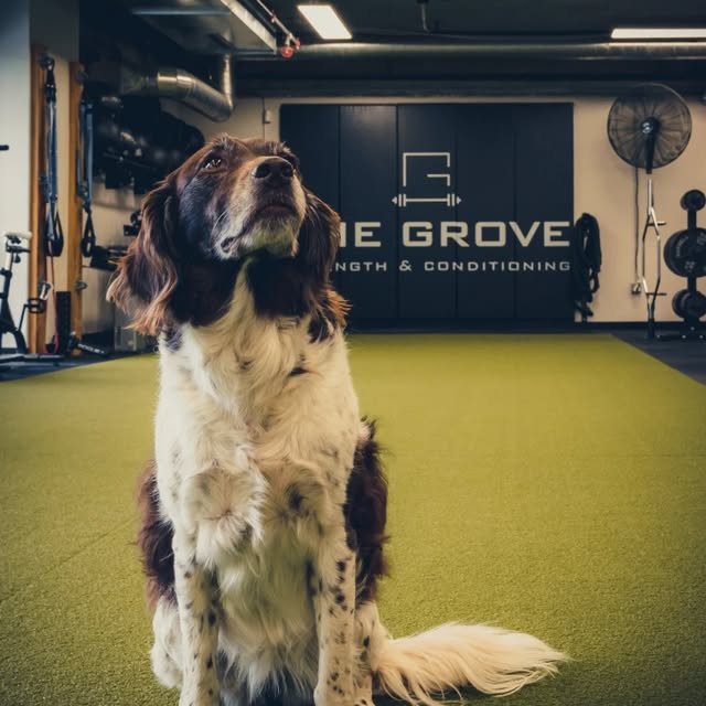 💪 🎂A DECADE!!! 🎂💪

This June 1st, we're celebrating 10 amazing years of Grove Stren…